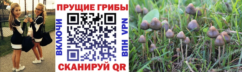 Галлюциногенные грибы прущие грибы  Гвардейск 